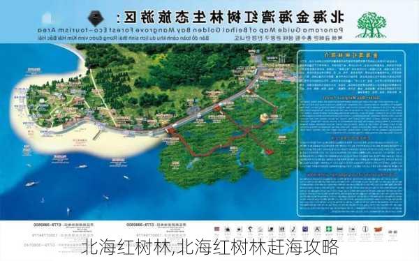 北海红树林,北海红树林赶海攻略-第1张图片-阳光出游网