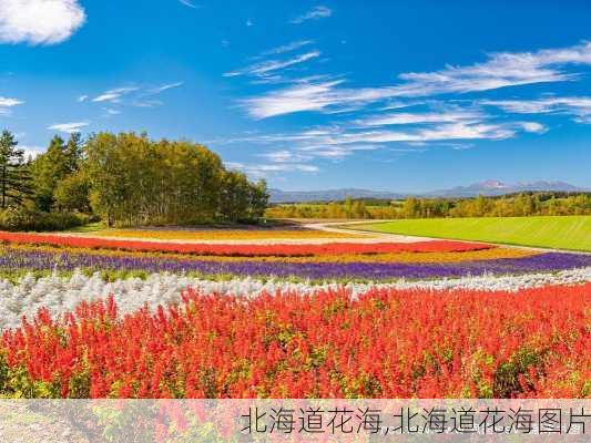 北海道花海,北海道花海图片-第3张图片-阳光出游网