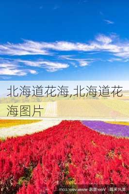 北海道花海,北海道花海图片-第1张图片-阳光出游网