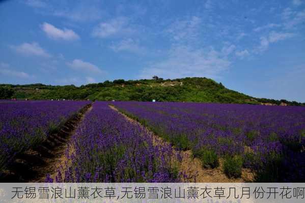 无锡雪浪山薰衣草,无锡雪浪山薰衣草几月份开花啊