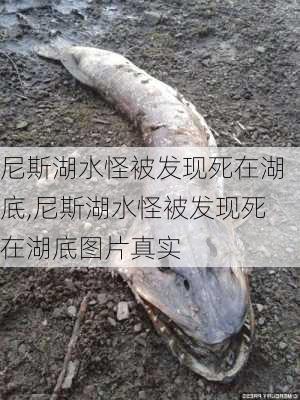 尼斯湖水怪被发现死在湖底,尼斯湖水怪被发现死在湖底图片真实-第1张图片-阳光出游网