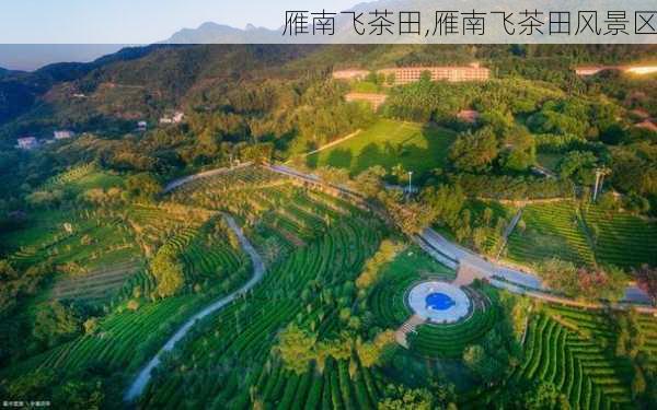 雁南飞茶田,雁南飞茶田风景区-第3张图片-阳光出游网