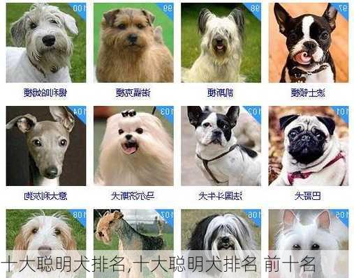 十大聪明犬排名,十大聪明犬排名 前十名