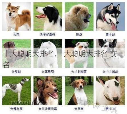 十大聪明犬排名,十大聪明犬排名 前十名-第3张图片-阳光出游网